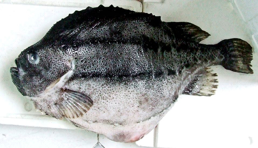 Cyclopterus lumpus_04.jpg